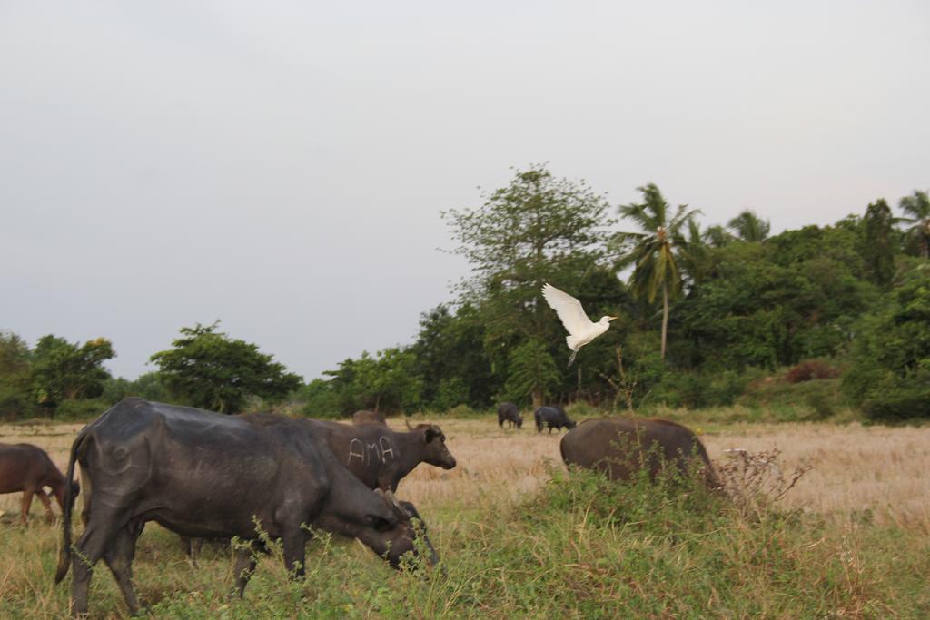 Kings Villa Tangalle Luaran gambar